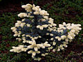 Picea pungens Bialobok IMG_6796 Świerk kłujący